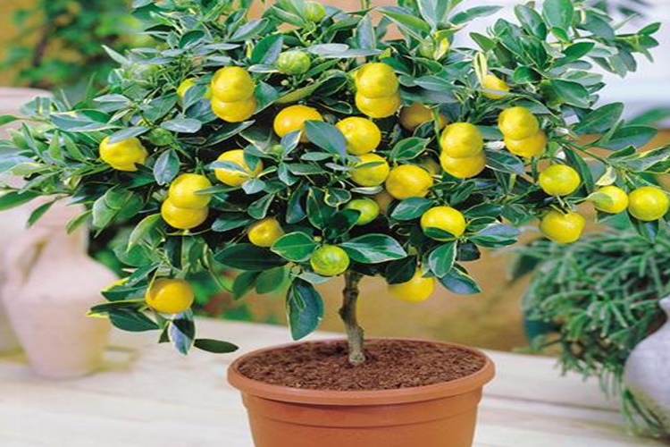 1 Limon Ağacı Kaç Kilo Limon Verir?