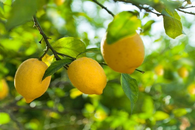 1 Limonda Kaç Gr Şeker Var?