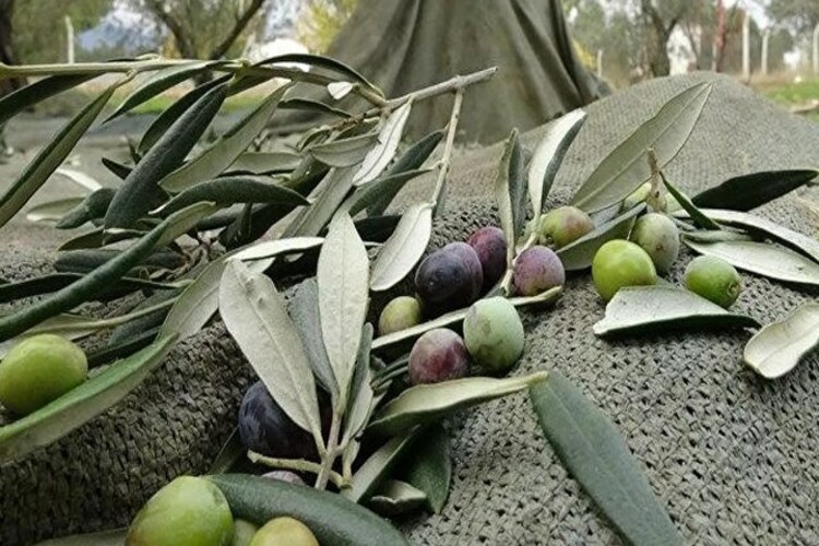 1 Zeytin Ağacı Kaç Kilo Zeytin Verir?