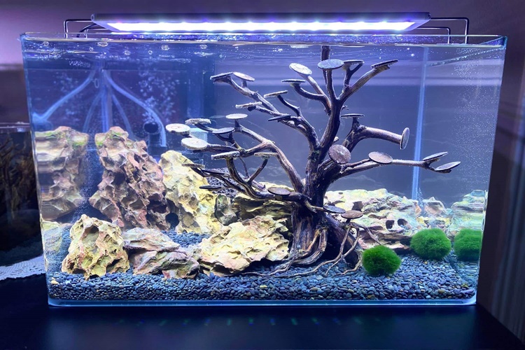 100 Litre Akvaryuma Kaç Watt Isıtıcı Gerekir?