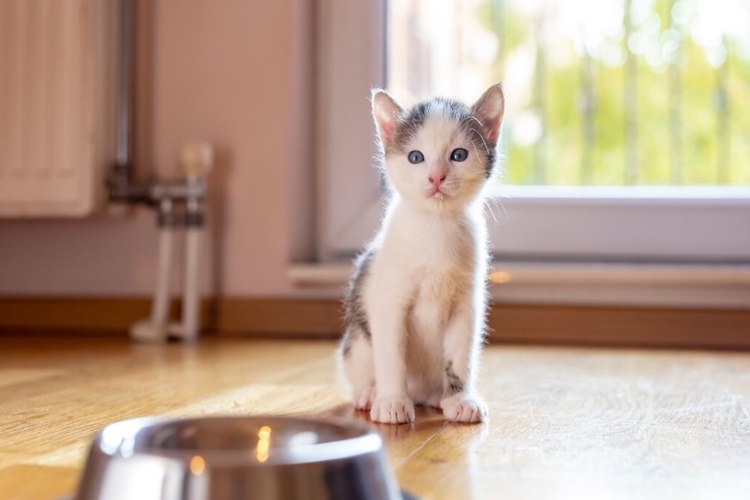 2 Aylık Kedi Kuru Mama Yer Mi?