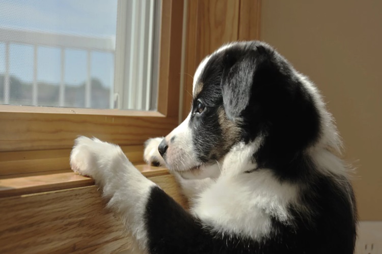 2 Aylık Köpek Evde Yalnız Kalabilir Mi?