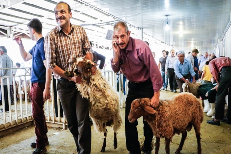 2023 Kurbanlık Deve Fiyatları Ne Kadar?