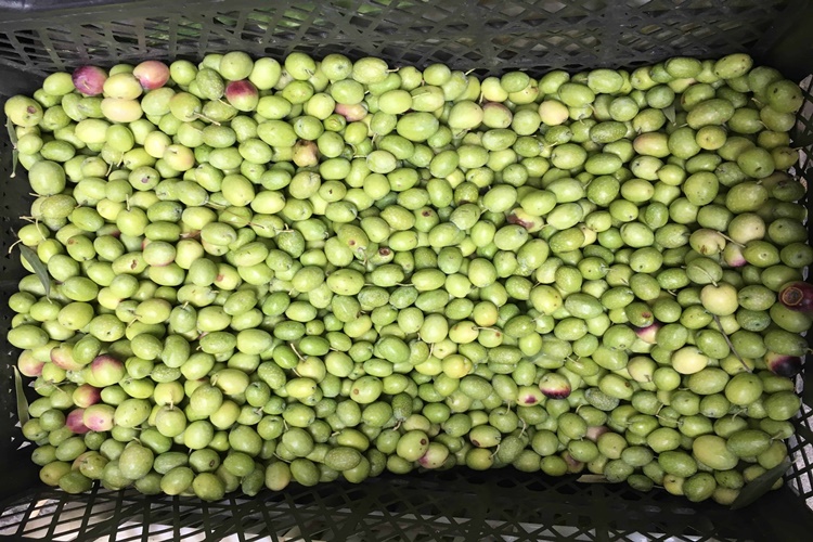 3 Kilo Yeşil Zeytine Ne Kadar Tuz Atılır