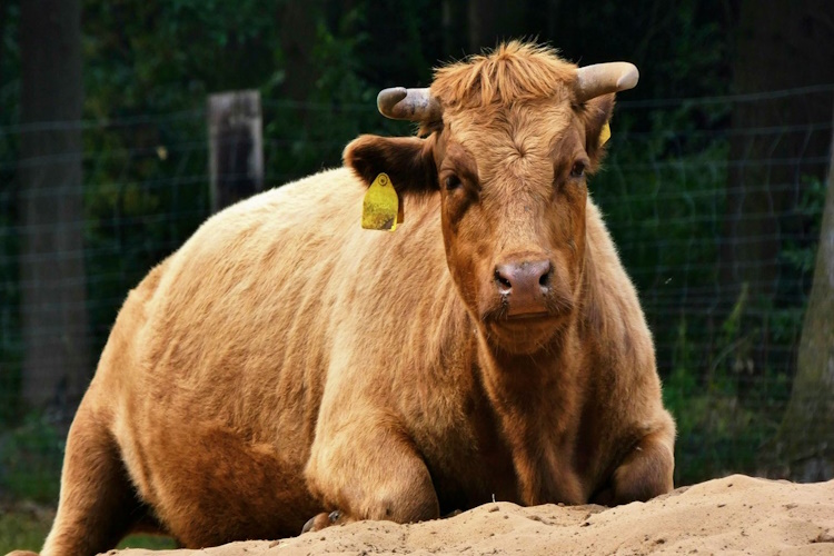 350 Kg Hayvandan Kaç Kilo Et Çıkar?