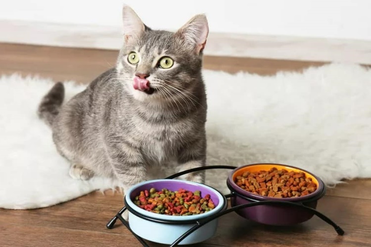 40 Gram Kedi Maması Nasıl Ölçülür?