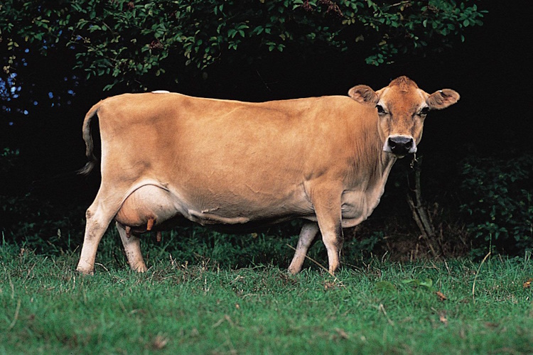400 Kg Gelen Canlı Hayvandan Kaç Kg Et Çıkar?