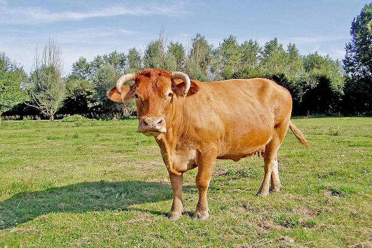 450 Kg Hayvandan Kaç Kilo Et Çıkar?