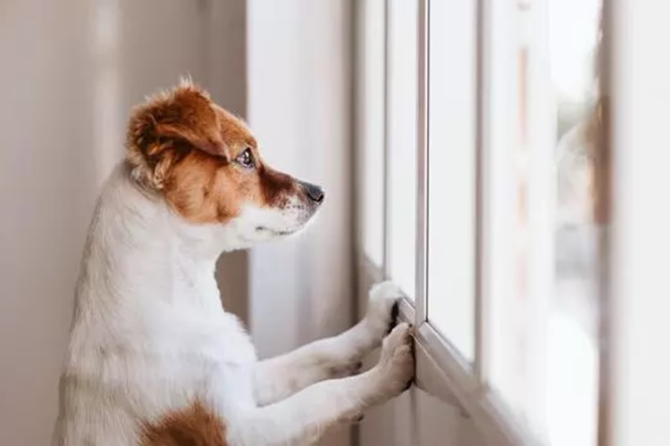 5 Aylık Köpek Evde Yalnız Kalabilir Mi?