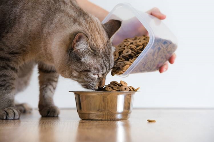 50 Gram Kedi Maması Nasıl Ölçülür?