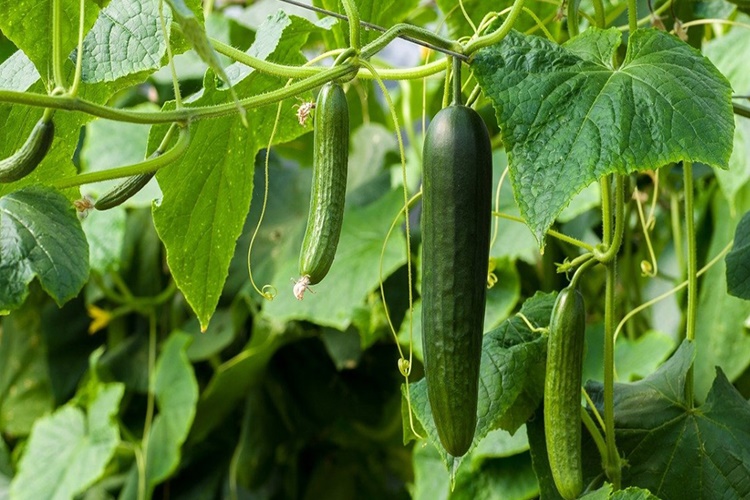 6 Aylık Bebek Salatalık Yer Mi?