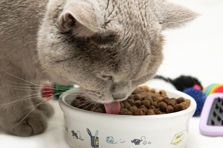 60 Gram Kedi Maması Nasıl Ölçülür?