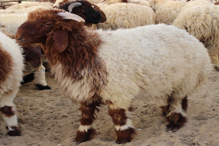 60 Kg Kuzudan Kaç Kg Et Çıkar?
