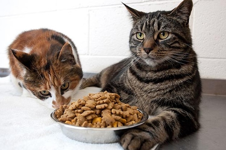 70 Gram Kedi Maması Nasıl Ölçülür?