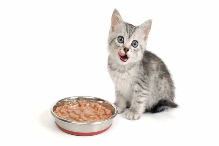 75 Gram Kedi Maması Nasıl Ölçülür?