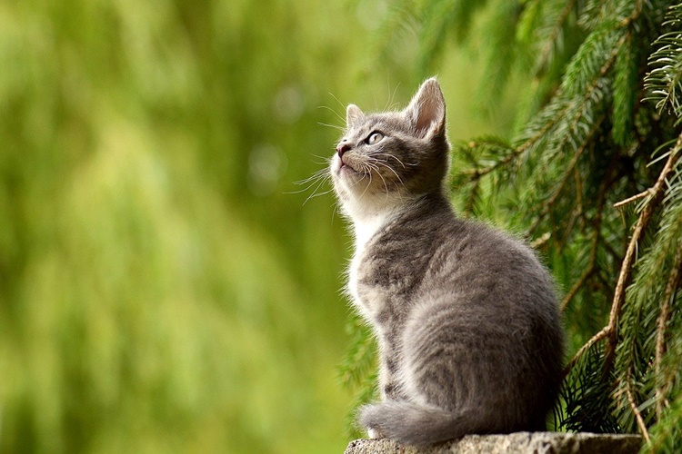8 Aylık Kedi Hamile Kalır Mı?