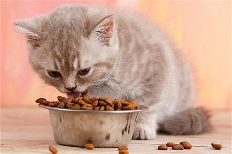 90 Gram Kedi Maması Nasıl Ölçülür?