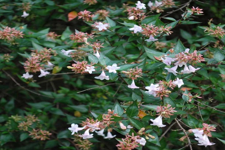 Abelya Çiçeği Nedir?