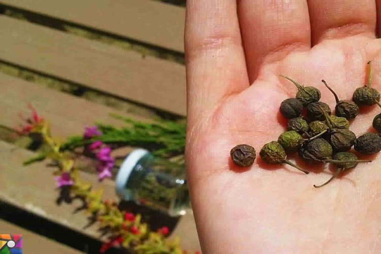Acı Çehre Tohumu Mideye Zararı Var Mı?