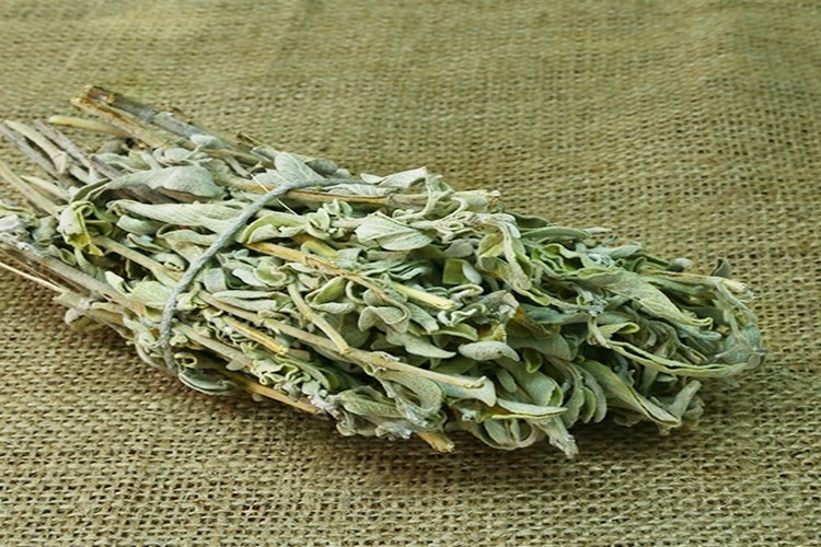 Adaçayı Hangi Ayda Toplanır?