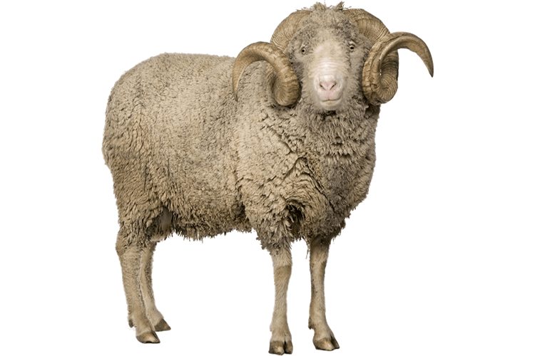 Adaklık Koyun Nedir?