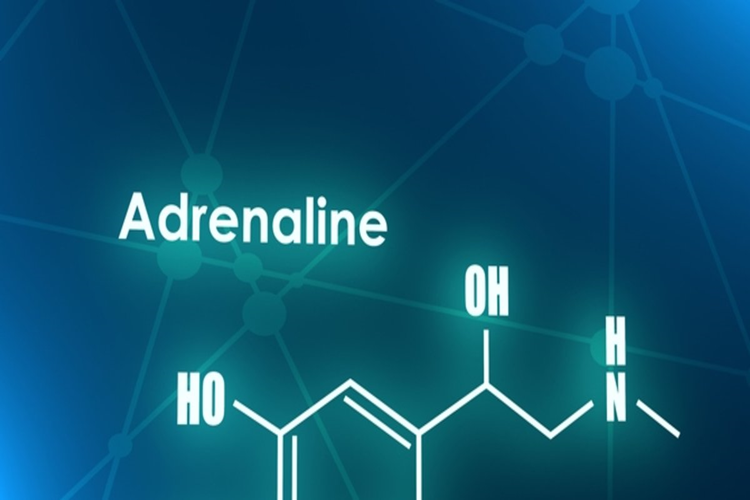 Adrenalin Hormonu Nedir?