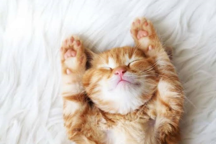 Advance Kedi Maması Tüy Döker Mi?