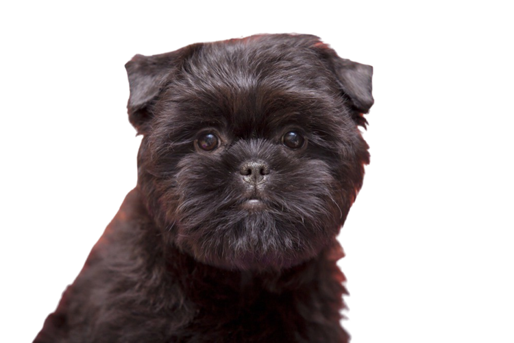 Affenpinscher Hakkında Merak Edilen Bilgiler