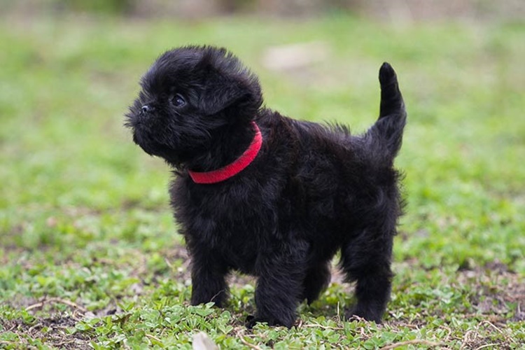 Affenpinscher Evde Bakılır Mı?