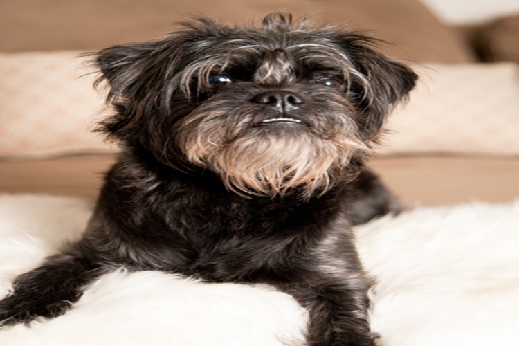 Affenpinscher Köpek Irkı Boyu Kaçtır?