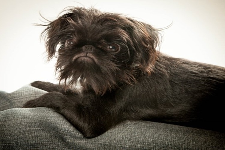 Affenpinscher Köpek Irkı İsimleri Nelerdir?