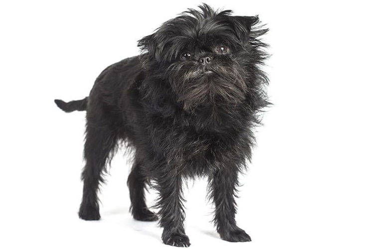 Affenpinscher Köpek Irkı Nasıl Olur?