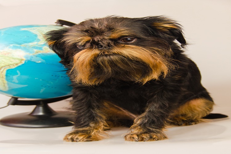Affenpinscher Köpek Irkı Özellikleri Nelerdir?