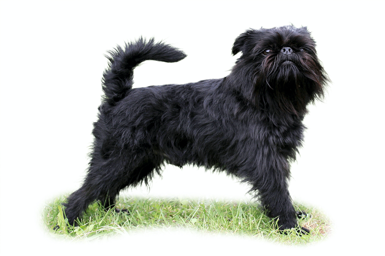 Affenpinscher Köpek Irkı Zararlı Mı?