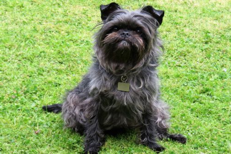 Affenpinscher Neyle Beslenir?