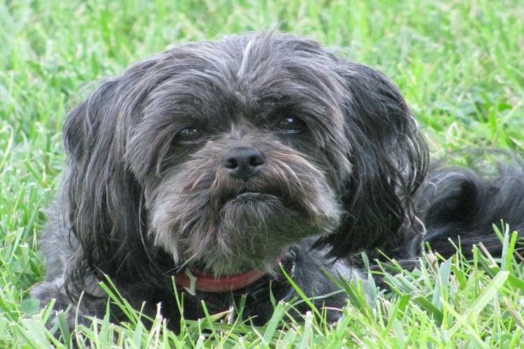Affenpinscher Özellikleri Nelerdir?