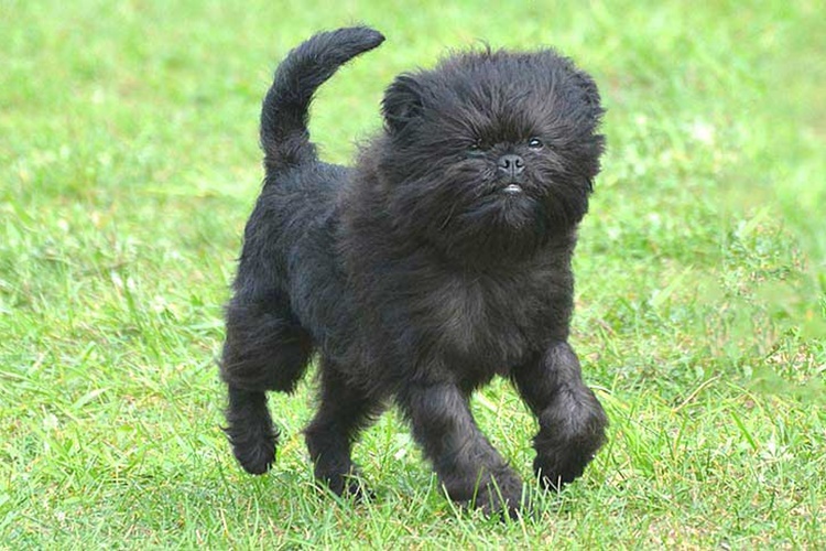 Affenpinscher Sahiplenmek İçin ne Yapılmalı?