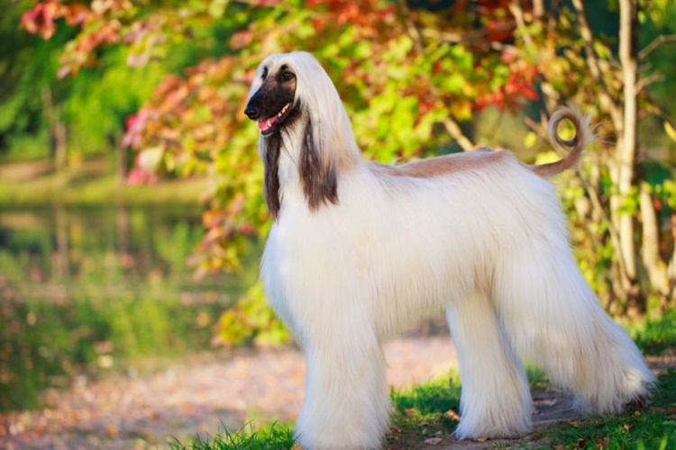 Afgan Tazısı Süs Köpeği Midir?