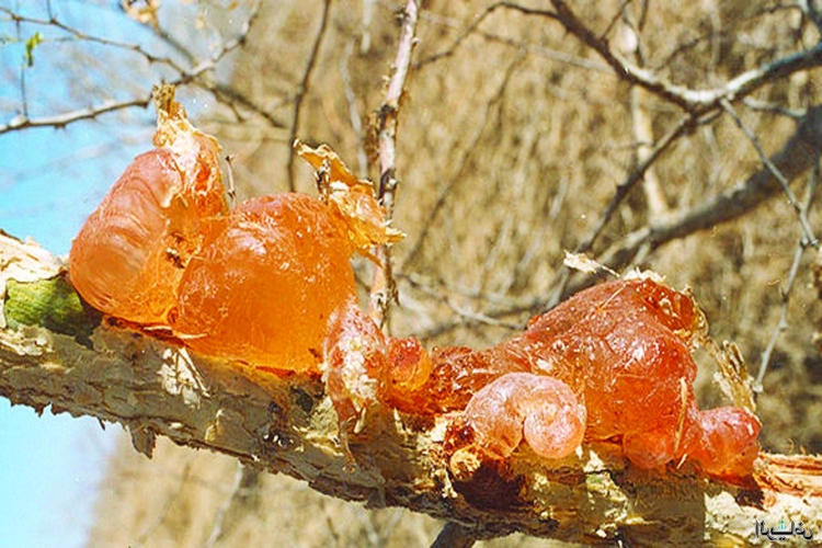 Ağaç Sakızı Kıyafetten Nasıl Çıkar?