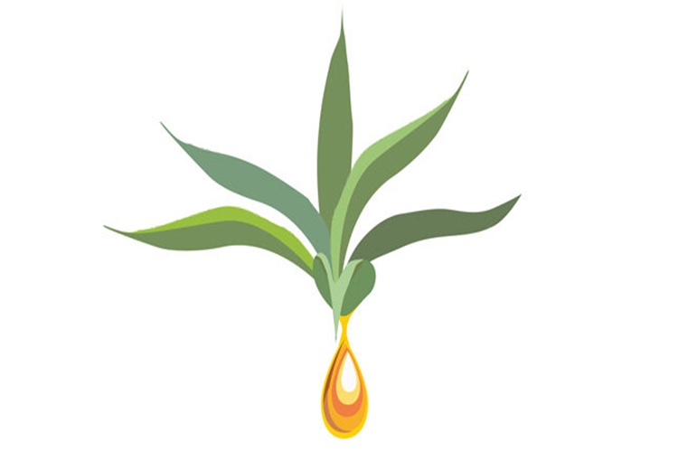 Agave Şurubu Bebeklere Verilir Mi?