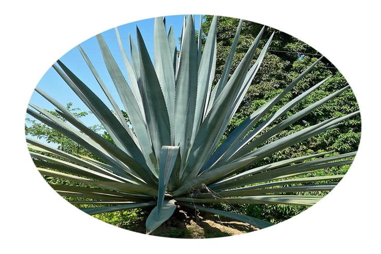 Agave Şurubu Kilo Aldırır Mı?