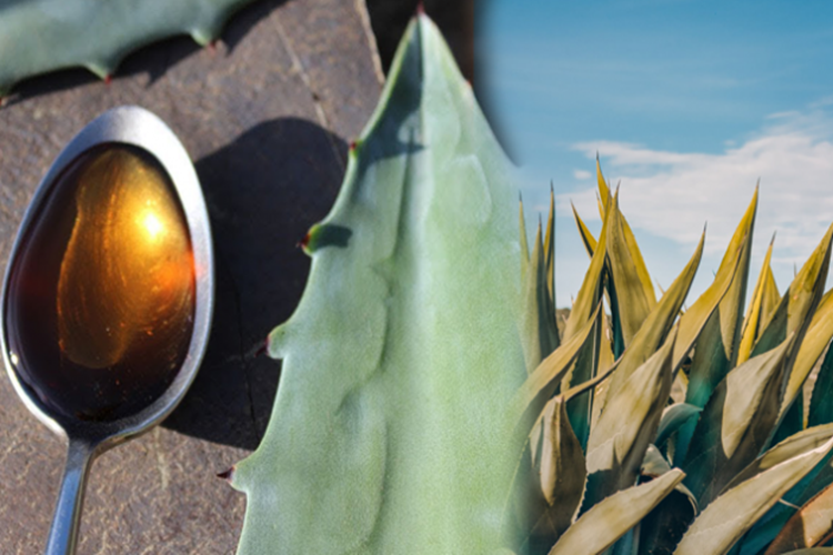 Agave Şurubu Nasıl Yapılır?