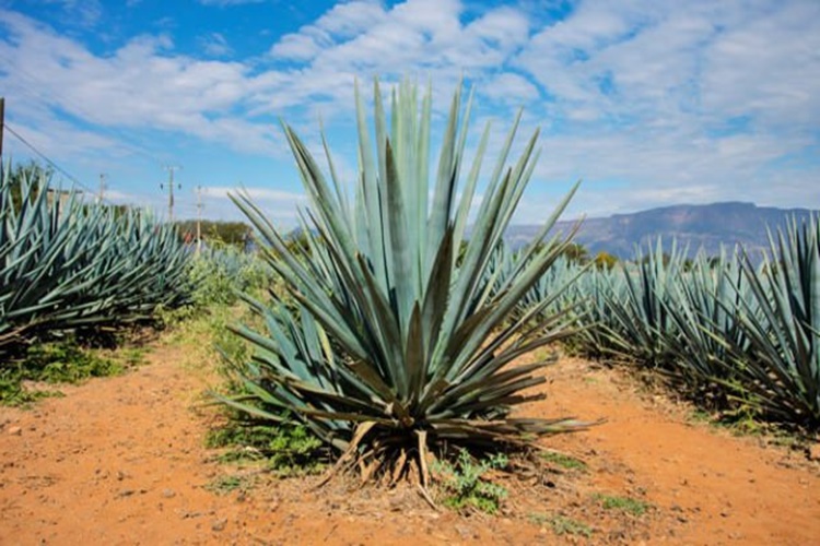 Agave Şurubu Sağlıklı Mı?