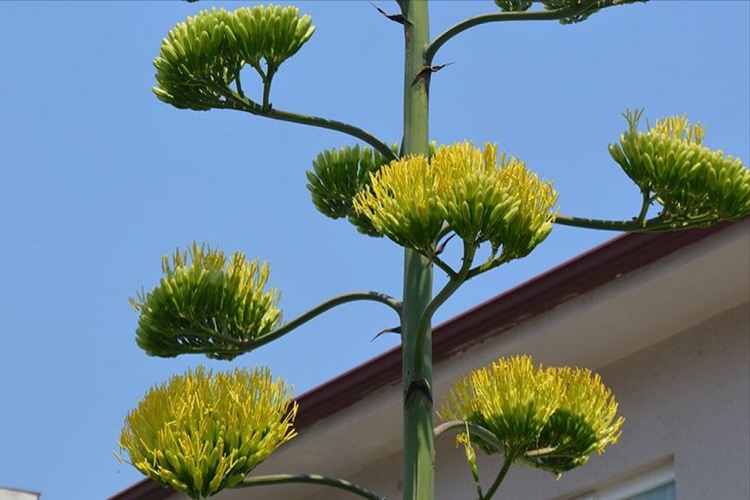 Agave Şurubu Yerine Ne Kullanılır?
