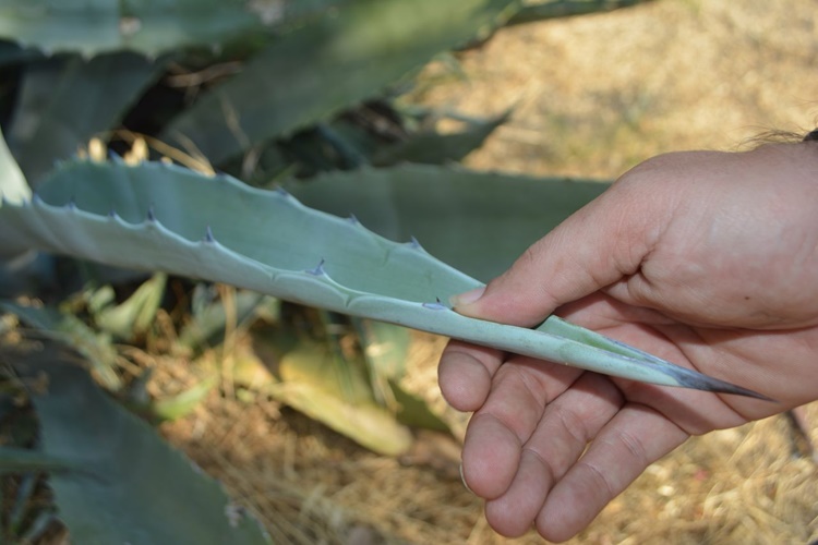 Agave Türkiye’de Yetişir Mi?