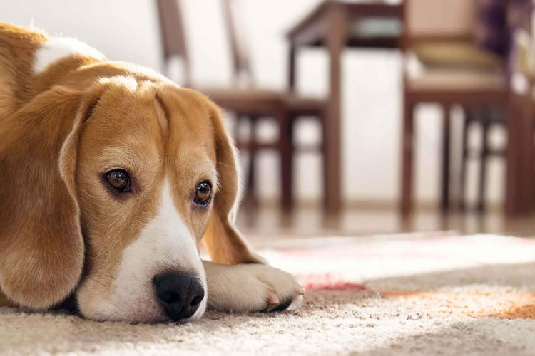 Ağlayan Köpek Nasıl Susturulur?