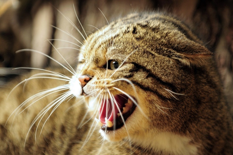 Agresif Kedi Hakkında Merak Edilen Bilgiler