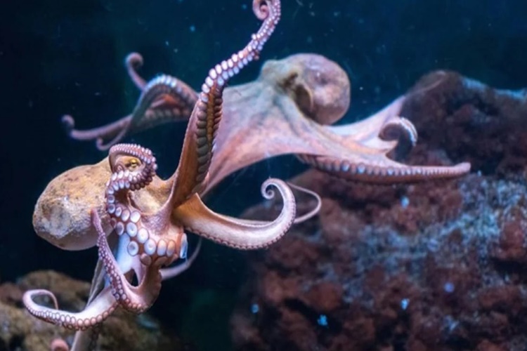 Ahtapotlar, Köpek Balığı Gibi Yırtıcıların Saldırılarından Nasıl Kurtulabiliyor?