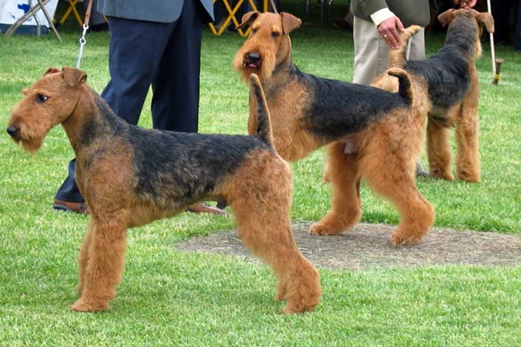 Airedale Terrier Köpek Hastalıkları Nelerdir?