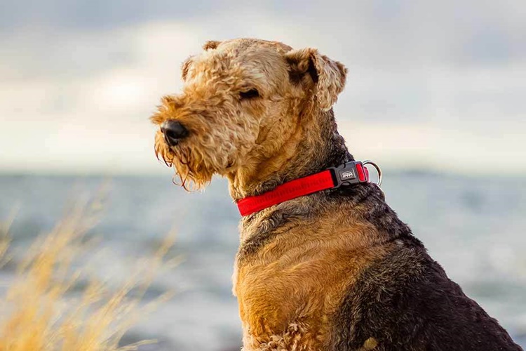 Airedale Terrier Köpek Irkı Hakkında Bilinmesi Gerekenler Nelerdir?